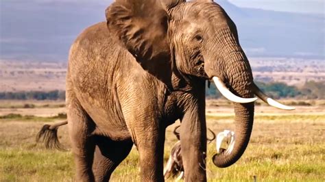 the ivory game trailer|The Ivory Game: Trailer 1 .